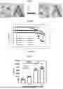Fig. 09 - GENETICALLY ENGINEERED RECOMBINANT PROTEINS FOR FUNCTIONAL REGENERATIVE TISSUE SCAFFOLDS