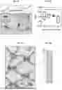 Fig. 12 - GENETICALLY ENGINEERED RECOMBINANT PROTEINS FOR FUNCTIONAL REGENERATIVE TISSUE SCAFFOLDS