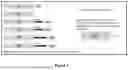 Fig. 02 - DNA CONSTRUCT FOR STABLY PRODUCING EMPTY CAPSIDS OF THE FOOT-AND-MOUTH DISEASE VIRUS IN MAMMALIAN CELLS; PROCESSES, USES, AND COMPOSITIONS THEREOF