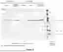 Fig. 05 - DNA CONSTRUCT FOR STABLY PRODUCING EMPTY CAPSIDS OF THE FOOT-AND-MOUTH DISEASE VIRUS IN MAMMALIAN CELLS; PROCESSES, USES, AND COMPOSITIONS THEREOF