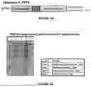 Fig. 04 - CHIMERIC KLEBICINS