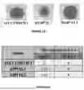 Fig. 07 - CHIMERIC KLEBICINS