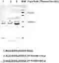 Fig. 01 - ORAL VACCINE, METHOD OF PREPARATION AND USE THEREOF