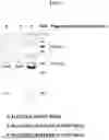Fig. 02 - ORAL VACCINE, METHOD OF PREPARATION AND USE THEREOF