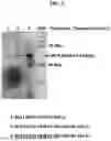 Fig. 03 - ORAL VACCINE, METHOD OF PREPARATION AND USE THEREOF