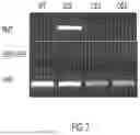 Fig. 08 - Compositions and related methods for modulating alkaloid production by controlling PMT promoter activation mediated by transcriptional factors ERF and Myc