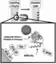 Fig. 01 - HYDROGELS CONTAINING AFFIBODIES AND USES THEREOF
