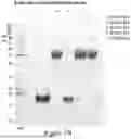 Fig. 04 - MODIFIED INTERLEUKIN 2 (IL-2) POLYPEPTIDES, AND METHODS OF MAKING AND USING THE SAME