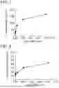 Fig. 08 - PD1-41BBL FUSION PROTEIN AND METHODS OF USE THEREOF