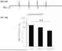 Fig. 12 - PD1-41BBL FUSION PROTEIN AND METHODS OF USE THEREOF