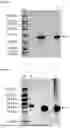 Fig. 02 - IMMUNOMODULATORY COMPOSTIONS AND USE THEREOF