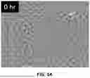 Fig. 13 - MULTISPECIFIC BINDING AGENTS AND USES THEREOF
