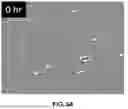 Fig. 20 - MULTISPECIFIC BINDING AGENTS AND USES THEREOF