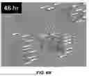 Fig. 21 - MULTISPECIFIC BINDING AGENTS AND USES THEREOF
