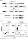 Fig. 04 - Expression System for Protein Production and Screening