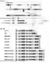 Fig. 07 - Expression System for Protein Production and Screening