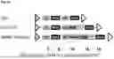 Fig. 10 - Expression System for Protein Production and Screening