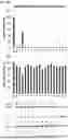 Fig. 11 - Expression System for Protein Production and Screening