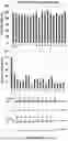 Fig. 16 - Expression System for Protein Production and Screening