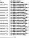 Fig. 17 - Expression System for Protein Production and Screening