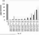 Fig. 18 - Expression System for Protein Production and Screening