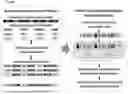 Fig. 20 - Expression System for Protein Production and Screening