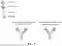 Fig. 07 - MULTISPECIFIC ANTIGEN BINDING PROTEIN
