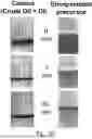 Fig. 34 - CHARGED SURFACTANT PARTICLES AND BRUSH POLYMERIC PARTICLES, METHODS OF MAKING SAME, AND USES THEREOF
