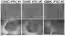 Fig. 01 - METHOD FOR PRODUCING CARTILAGE CELLS INDUCED TO BE DIFFERENTIATED FROM STEM CELLS