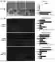 Fig. 02 - METHOD FOR PRODUCING CARTILAGE CELLS INDUCED TO BE DIFFERENTIATED FROM STEM CELLS