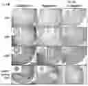 Fig. 06 - METHOD FOR PRODUCING CARTILAGE CELLS INDUCED TO BE DIFFERENTIATED FROM STEM CELLS
