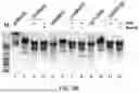Fig. 11 - METHOD FOR PRODUCING CARTILAGE CELLS INDUCED TO BE DIFFERENTIATED FROM STEM CELLS