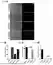 Fig. 12 - METHOD FOR PRODUCING CARTILAGE CELLS INDUCED TO BE DIFFERENTIATED FROM STEM CELLS