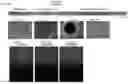 Fig. 13 - METHOD FOR PRODUCING CARTILAGE CELLS INDUCED TO BE DIFFERENTIATED FROM STEM CELLS