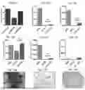 Fig. 14 - METHOD FOR PRODUCING CARTILAGE CELLS INDUCED TO BE DIFFERENTIATED FROM STEM CELLS