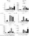 Fig. 16 - METHOD FOR PRODUCING CARTILAGE CELLS INDUCED TO BE DIFFERENTIATED FROM STEM CELLS
