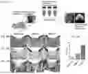 Fig. 18 - METHOD FOR PRODUCING CARTILAGE CELLS INDUCED TO BE DIFFERENTIATED FROM STEM CELLS