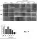 Fig. 23 - METHOD FOR PRODUCING CARTILAGE CELLS INDUCED TO BE DIFFERENTIATED FROM STEM CELLS