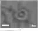 Fig. 14 - CONSUMABLE TISSUE-LIKE STRUCTURE GENERATED WITH MUSCLE CELLS GROWN ON EDIBLE HOLLOW FIBERS