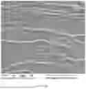 Fig. 17 - CONSUMABLE TISSUE-LIKE STRUCTURE GENERATED WITH MUSCLE CELLS GROWN ON EDIBLE HOLLOW FIBERS