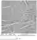 Fig. 23 - CONSUMABLE TISSUE-LIKE STRUCTURE GENERATED WITH MUSCLE CELLS GROWN ON EDIBLE HOLLOW FIBERS