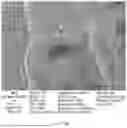 Fig. 33 - CONSUMABLE TISSUE-LIKE STRUCTURE GENERATED WITH MUSCLE CELLS GROWN ON EDIBLE HOLLOW FIBERS