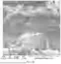 Fig. 41 - CONSUMABLE TISSUE-LIKE STRUCTURE GENERATED WITH MUSCLE CELLS GROWN ON EDIBLE HOLLOW FIBERS