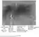 Fig. 42 - CONSUMABLE TISSUE-LIKE STRUCTURE GENERATED WITH MUSCLE CELLS GROWN ON EDIBLE HOLLOW FIBERS
