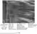 Fig. 44 - CONSUMABLE TISSUE-LIKE STRUCTURE GENERATED WITH MUSCLE CELLS GROWN ON EDIBLE HOLLOW FIBERS