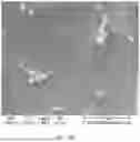 Fig. 47 - CONSUMABLE TISSUE-LIKE STRUCTURE GENERATED WITH MUSCLE CELLS GROWN ON EDIBLE HOLLOW FIBERS