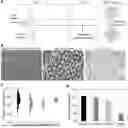 Fig. 01 - DISSOLVABLE GELATIN-BASED MICROCARRIERS GENERATED THROUGH DROPLET MICROFLUIDICS FOR EXPANSION AND CULTURE OF MESENCHYMAL STROMAL CELL