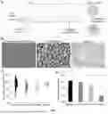 Fig. 02 - DISSOLVABLE GELATIN-BASED MICROCARRIERS GENERATED THROUGH DROPLET MICROFLUIDICS FOR EXPANSION AND CULTURE OF MESENCHYMAL STROMAL CELL