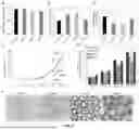 Fig. 03 - DISSOLVABLE GELATIN-BASED MICROCARRIERS GENERATED THROUGH DROPLET MICROFLUIDICS FOR EXPANSION AND CULTURE OF MESENCHYMAL STROMAL CELL