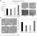 Fig. 04 - DISSOLVABLE GELATIN-BASED MICROCARRIERS GENERATED THROUGH DROPLET MICROFLUIDICS FOR EXPANSION AND CULTURE OF MESENCHYMAL STROMAL CELL